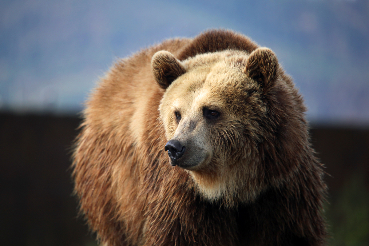 Grizzly Population Growth in Montana