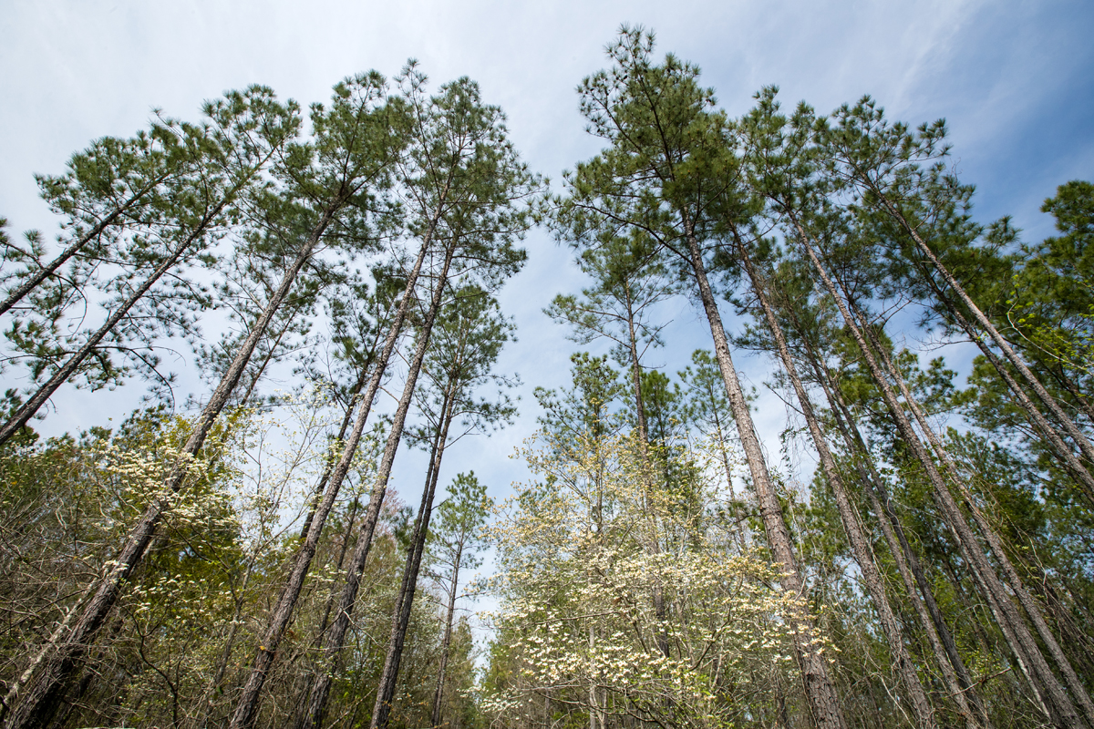Ingka Investments acquires forestland from the Fund