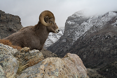 Caribou-Targhee National Forest Gains Priority Inholding