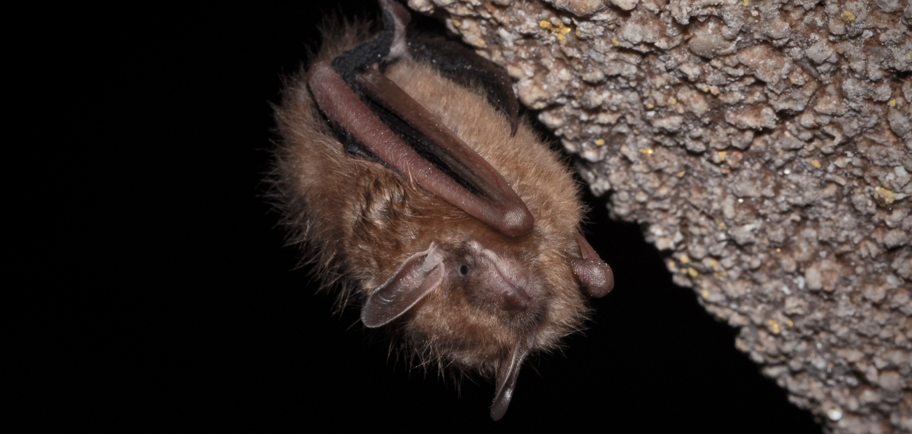 A bat roosting in a cave