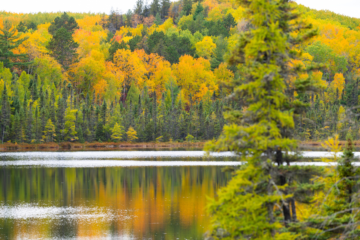 Still water with yellow and green trees in the background