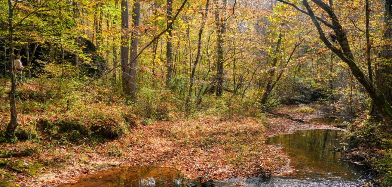 Alabama-Georgia stateline forest now protected