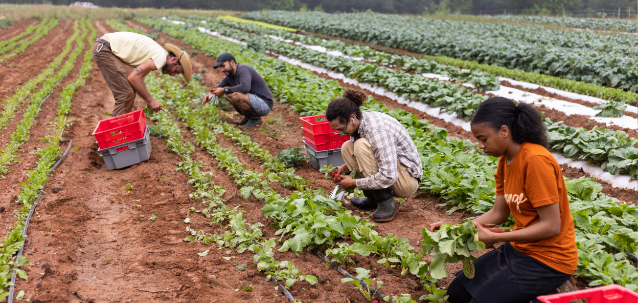 People gathering crops at a farm in Georgia