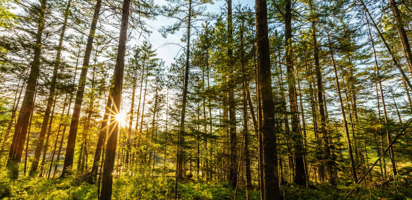 Scenic woodlands with sunlight shining.
