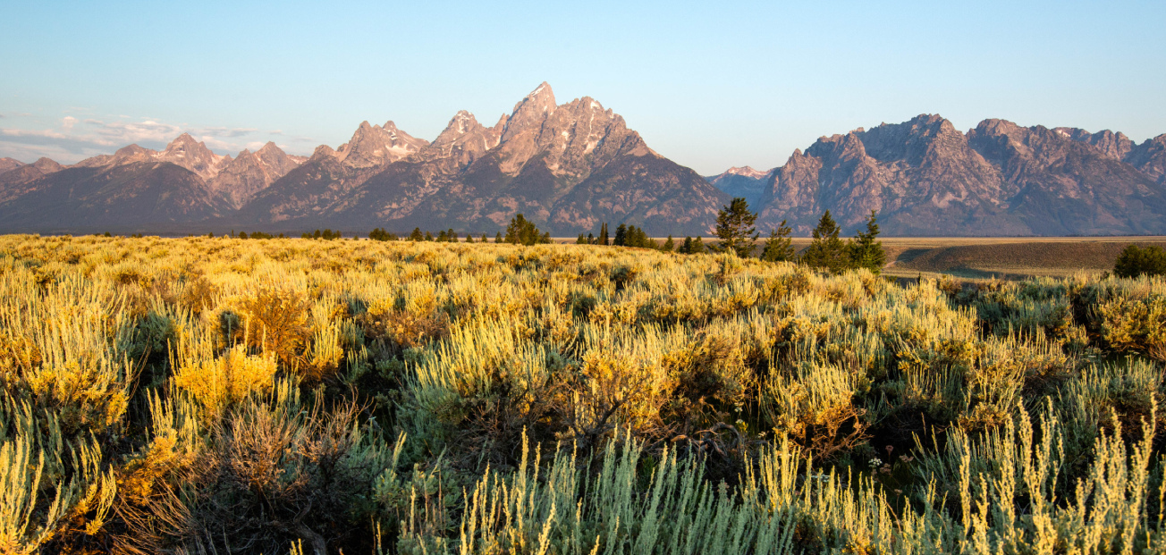 Tall, grassy plains at Grand Teton National Park