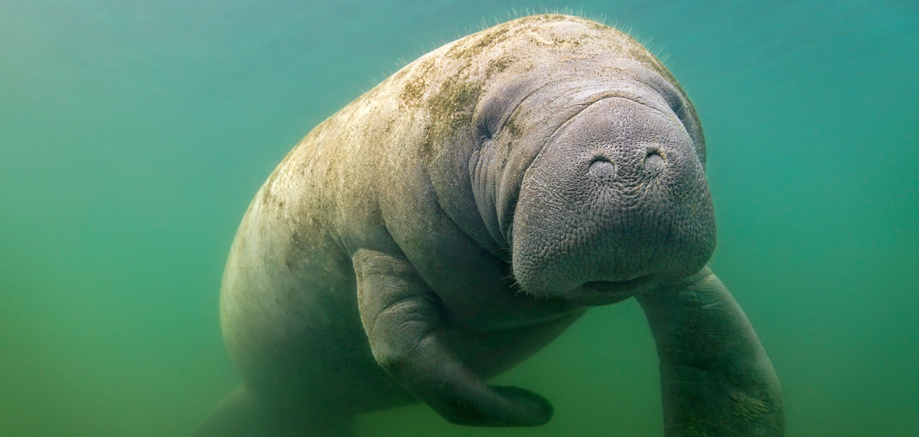 Federally threatened Florida manatee migration route now part of 10,000 acres of protected forestland