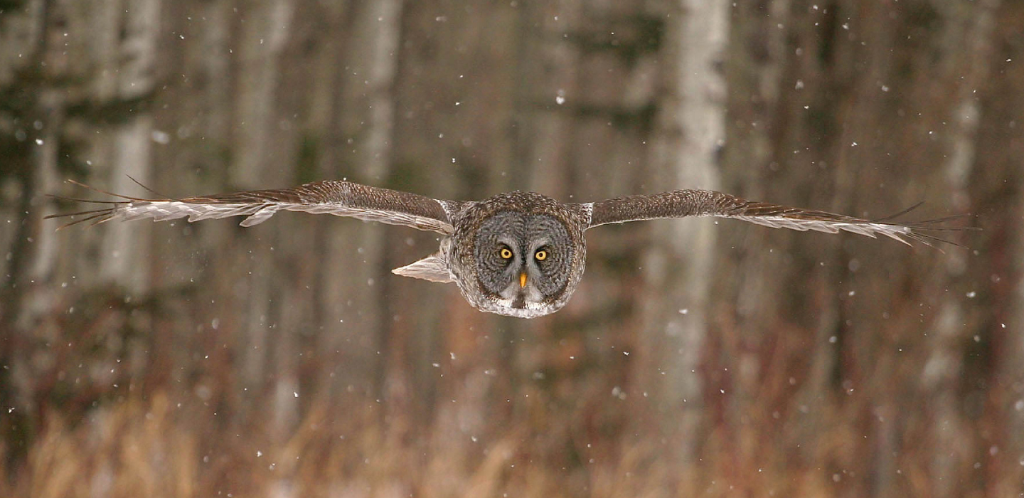 Iconic birding destination at Sax-Zim Bog