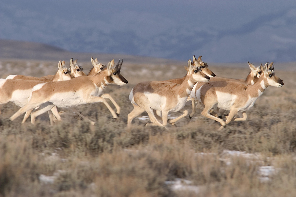 A herd of North American pronghorn running across a field during their fall migration in Wyoming, showcasing their speed and agility.