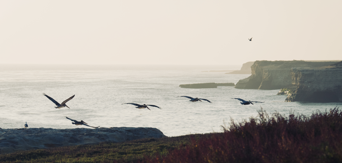 Partnering with UCSC, we protected property on California's coast near Wilder Ranch State Park
