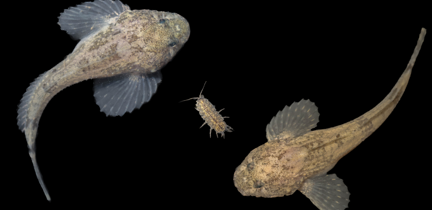 The Conservation Fund has permanently protected a critical swath of land above the Moore Cave System in Perryville, Missouri