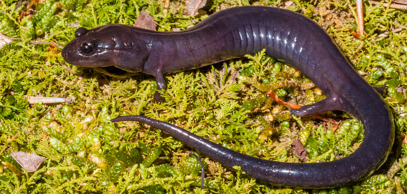 Red hills salamander in the Alabama forest.