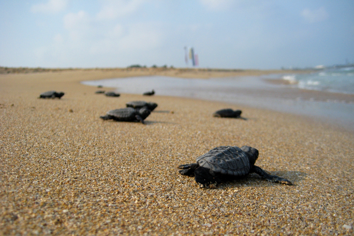 A group of Loggerhead sea turtle hatchlings walking on the sandy beach towards the ocean.