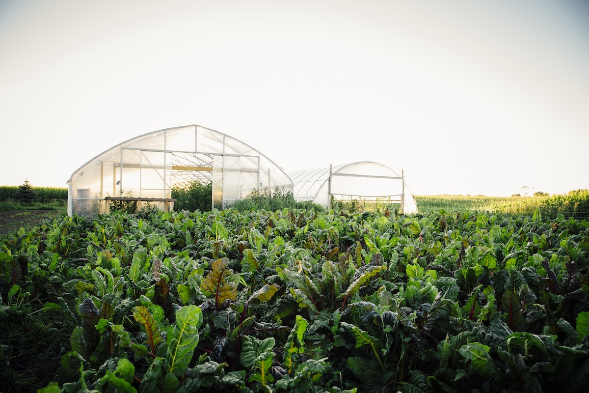 A farm abundant with crops.