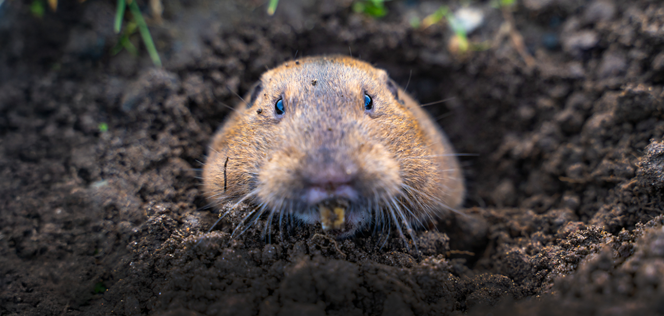 A gopher popping out of the soil