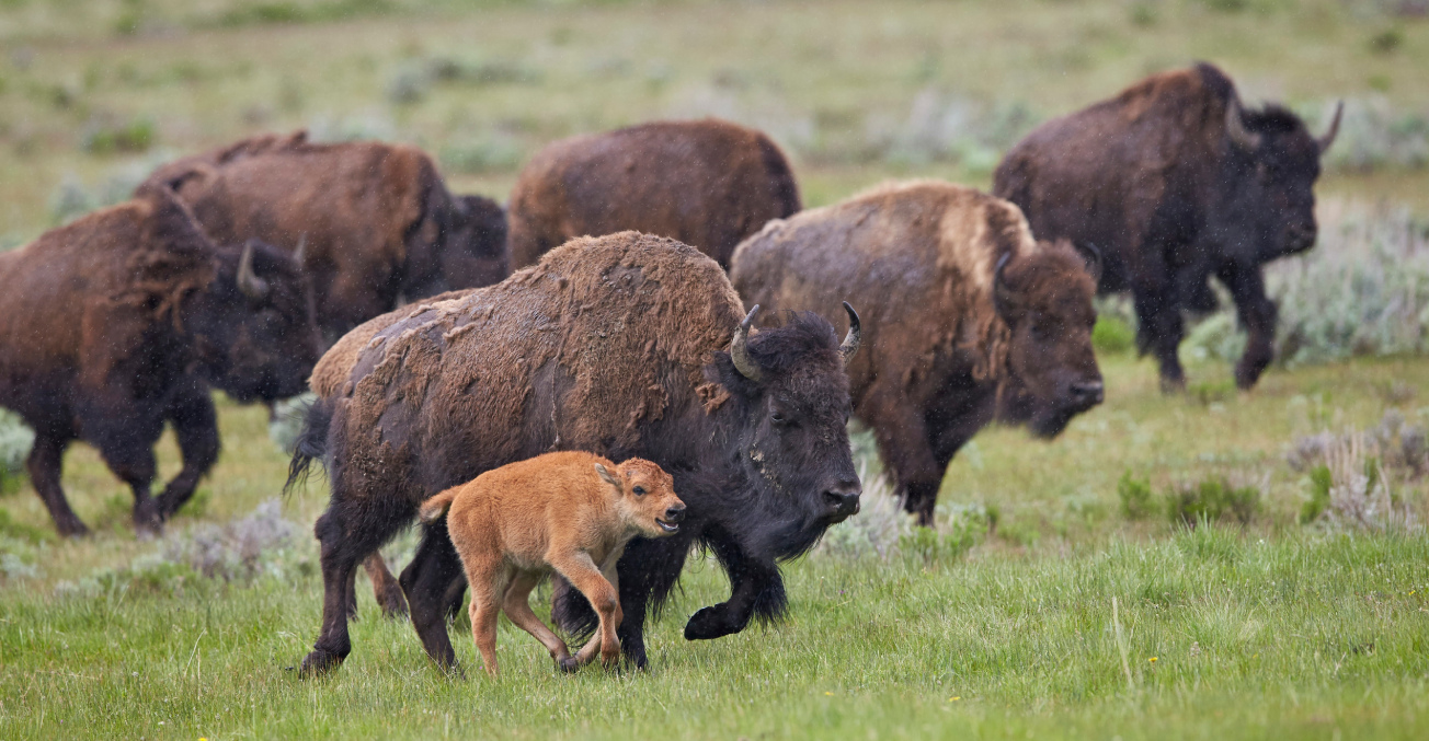 In Gardiner, Montana, a bison and its calf roam a field, representing the ecological significance of the Greater Yellowstone area.