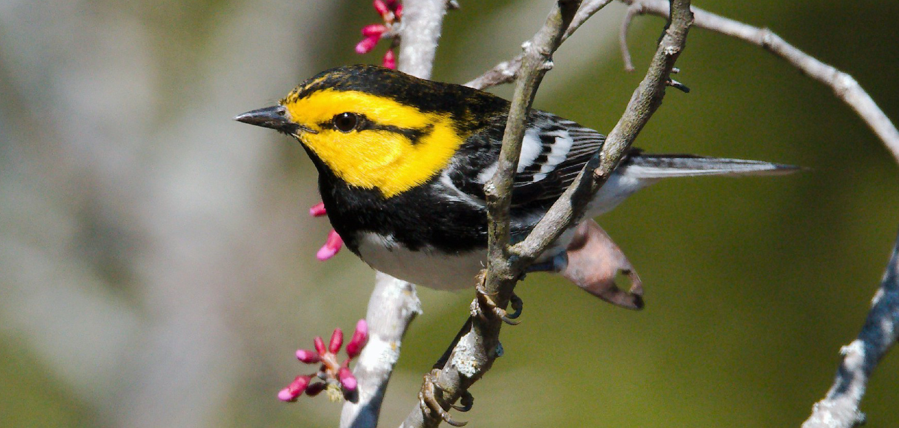 A golden-cheeked warbler perched on a branch, showcasing its distinctive yellow and black plumage against a natural backdrop.