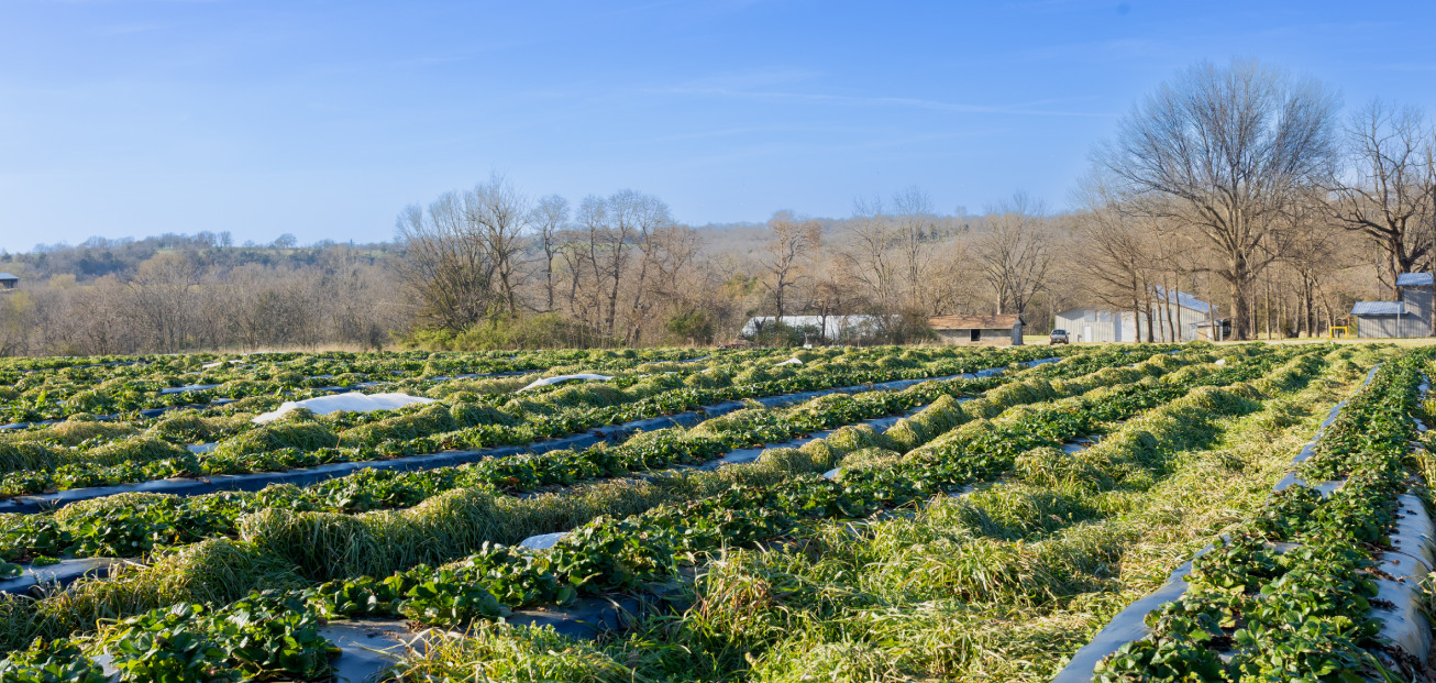 A vibrant field of strawberries growing in Arkansas farmland under a clear blue sky.