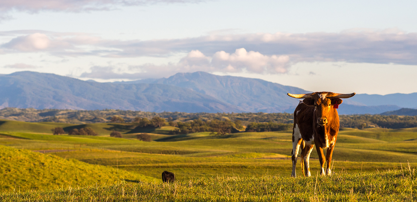 A bull stands in the foreground on top of green grass with mountains and a cloudy sky in the background