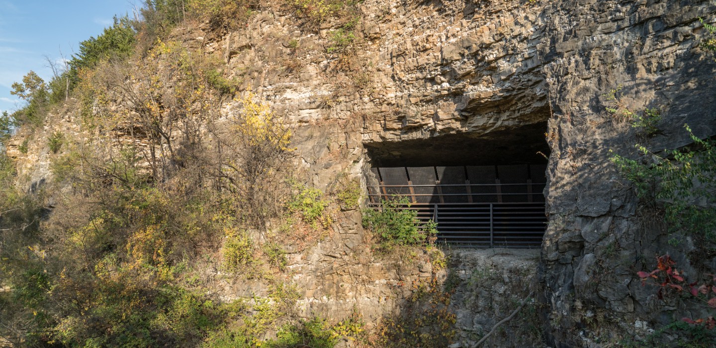 Sodalis Nature Preserve, a haven for bats