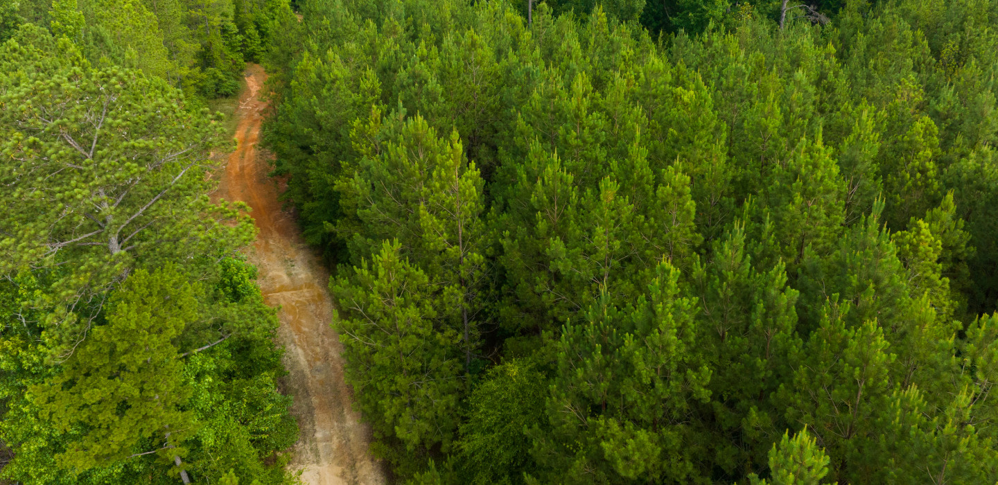 A narrow dirt path winds through the lush, green trees of Alabama's Red Hills Salamander Forest.