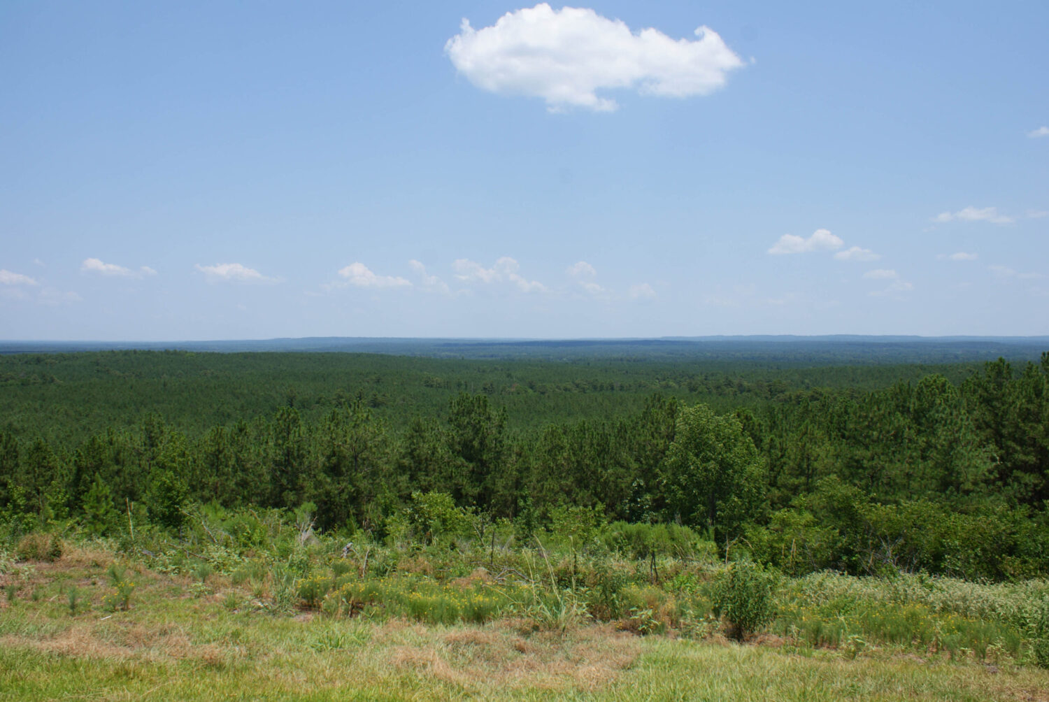 Bobcat Ridge in Texas with lush, dark green trees in the distance and a clear blue sky