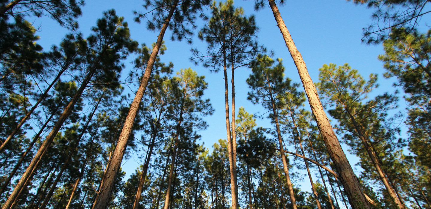 A view from the ground looking up into the tree canopies on a clear day at Brunswick Forest