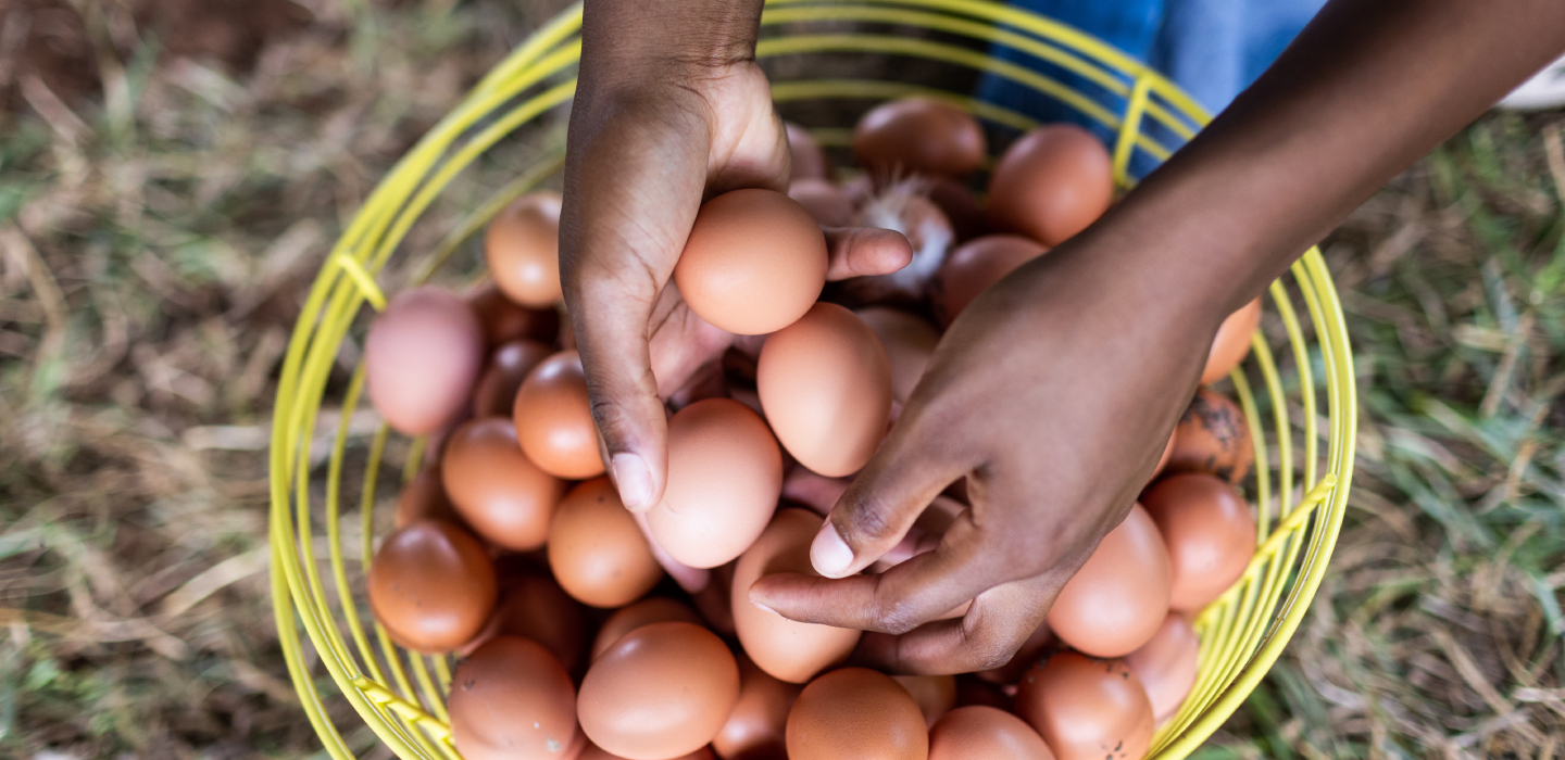 Young hands hold a few eggs from a larger basked of fresh eggs