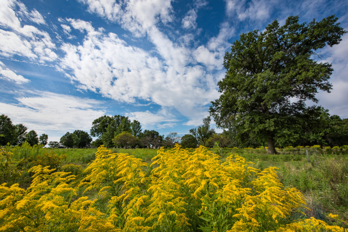 Yellow leaves seen in the foreground with green trees and cloudy blue sky in the background of Acadia Reservation