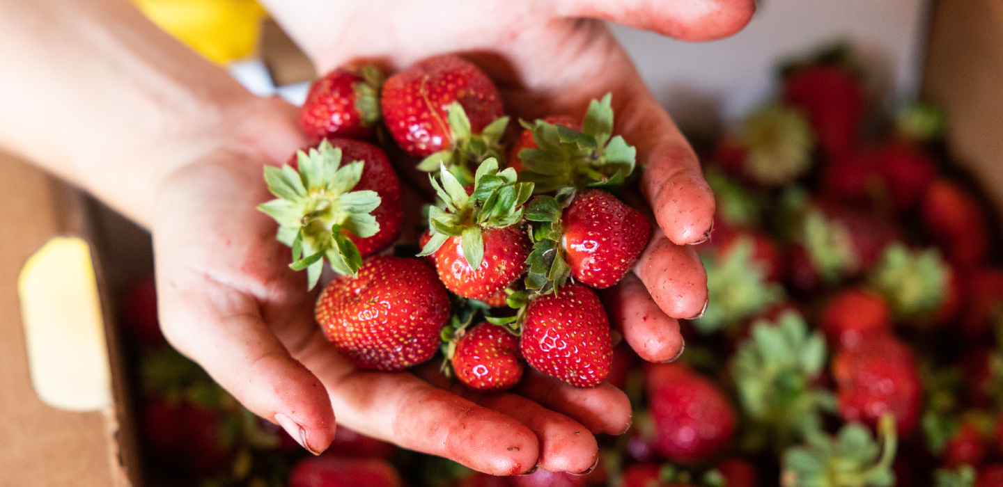 A close up of two hands holding red, ripe strawberries
