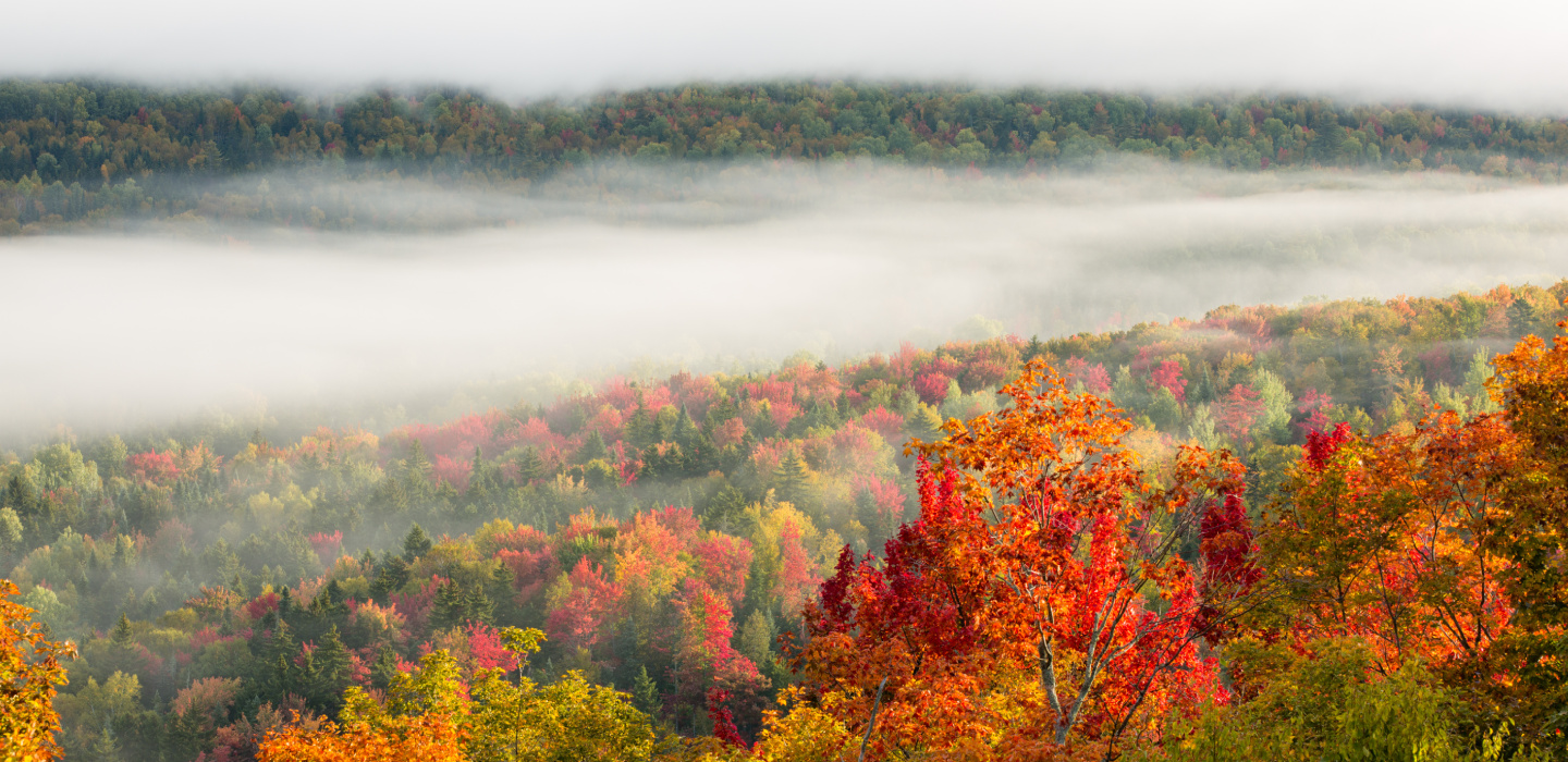 Autumnal trees in Four State Forest peak out above a dense fog