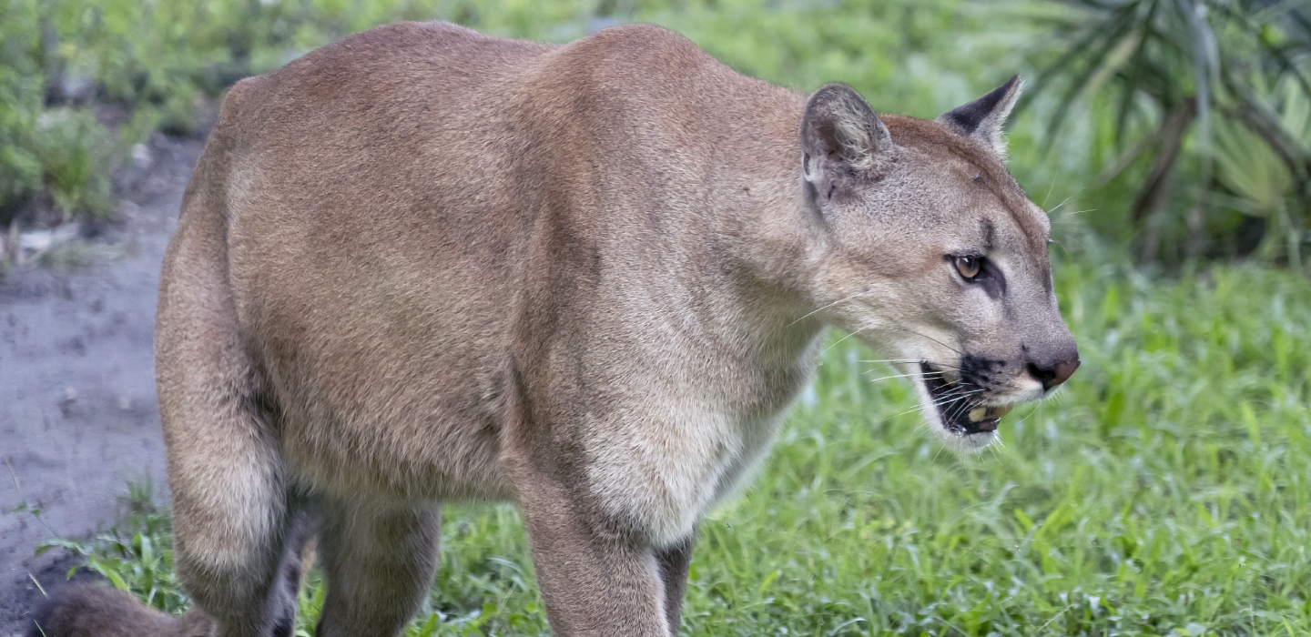A Florida panther shows its teeth next to a small, flowing stream.