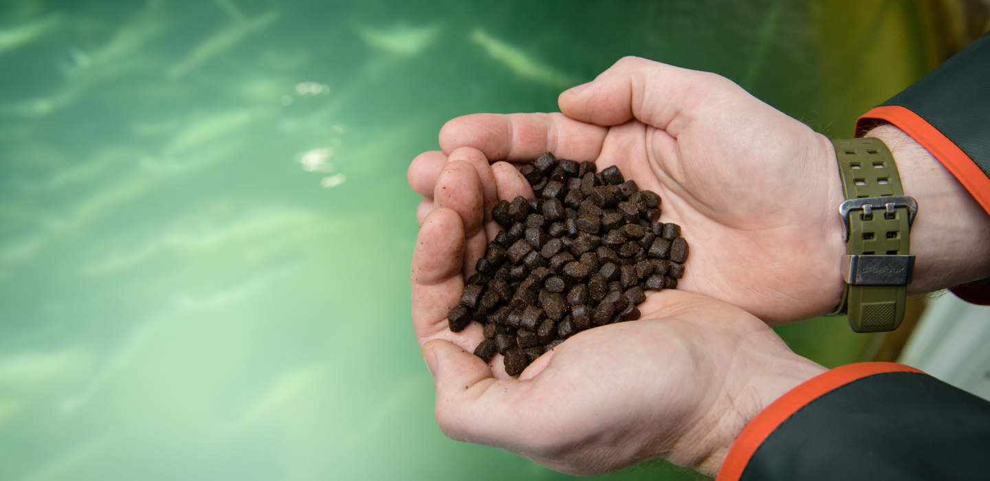 Two hands hold feed for land-based salmon over the salmon drum