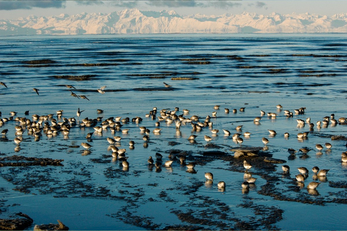 Wildlife seen in the waters of the Kasilof River in Alaska