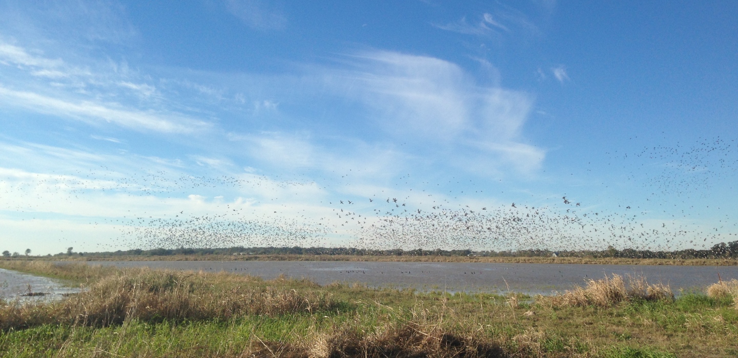 Birds fly over a small body of water and marshlands on Live Oak Farm.