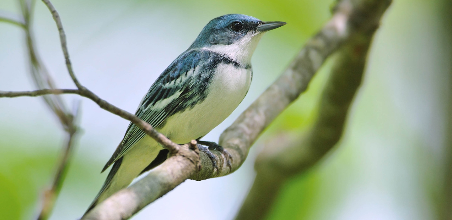 A closeup photograph of a bird perched on a thin tree branch