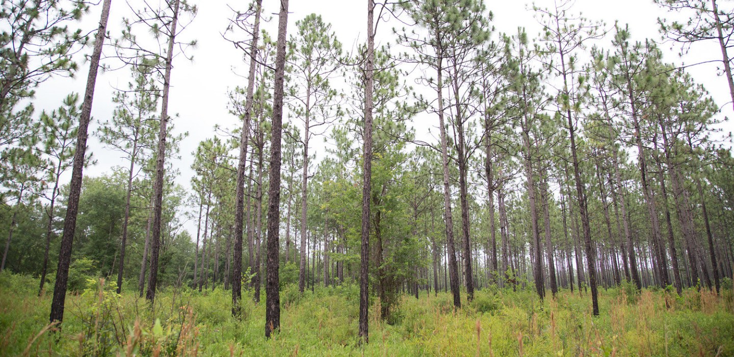 A multitude of thin, longleaf pine trees