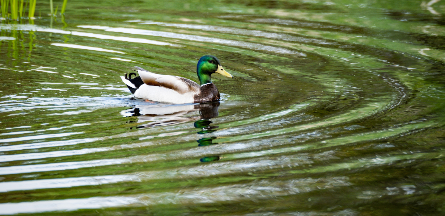 A brightly colored duck swims along the water in Minnesota