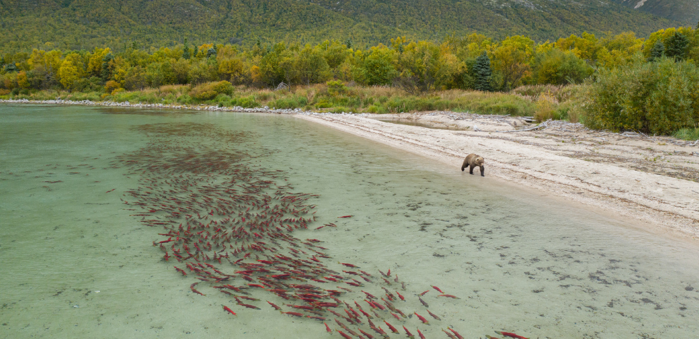 A single brown bear walks next to a body of crystal clear water with a school of fish within