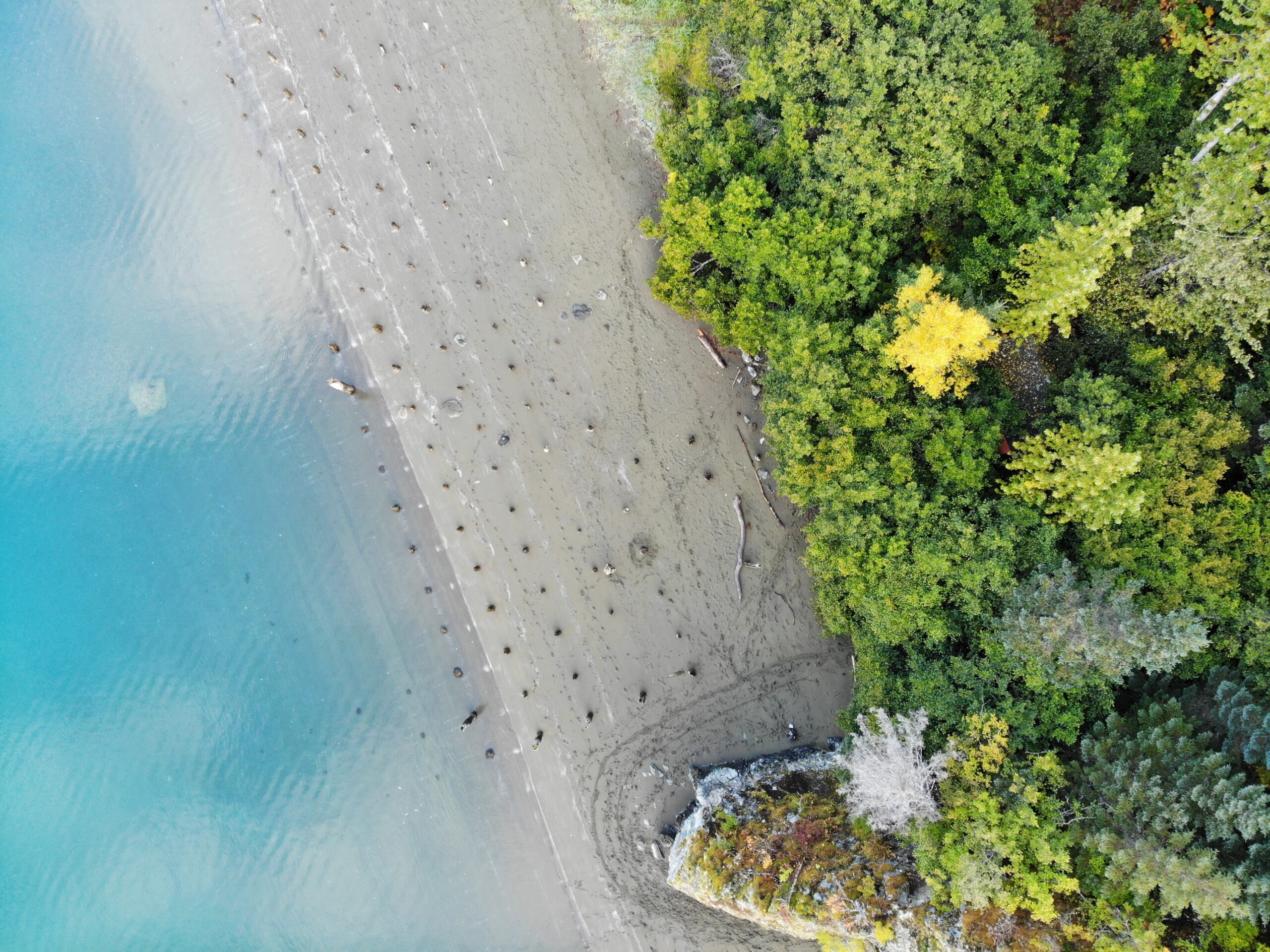 An aerial view of Kachemack Bay with light blue water against gray sand and green trees