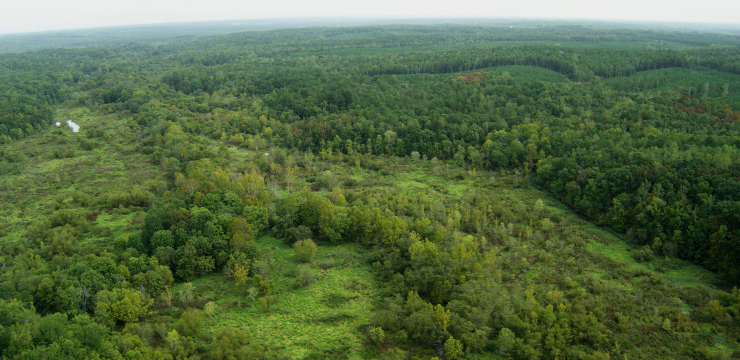An aerial image of Roanoke Forest during the summer, with a multitude of lush, green trees and grasses