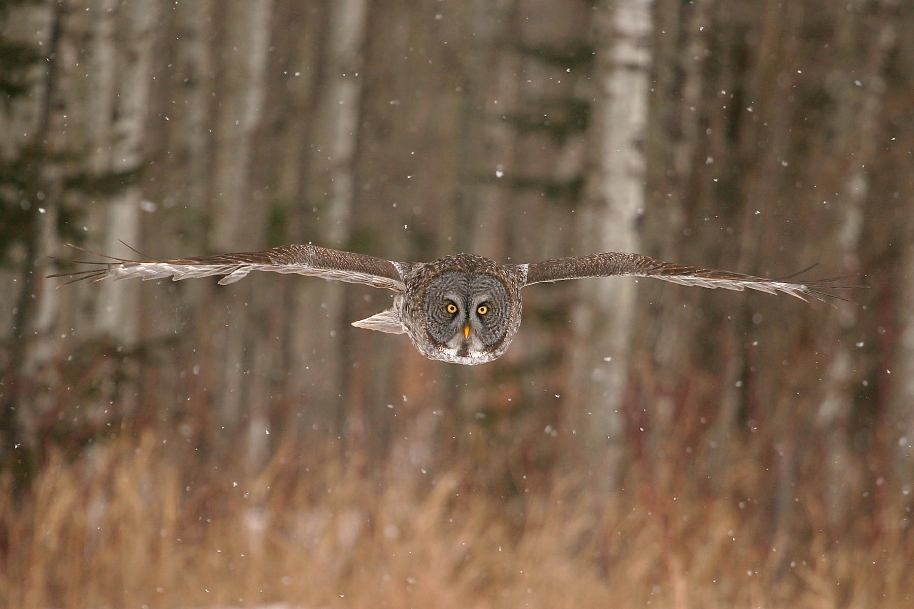 An great gray owl looking at the camera soars through Sax-Zim Bog in northern Minnestoa