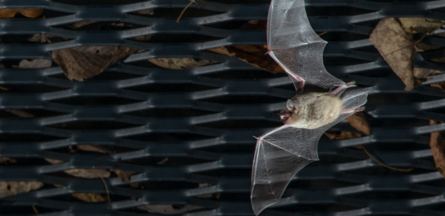 A close-up photograph of a flying bat