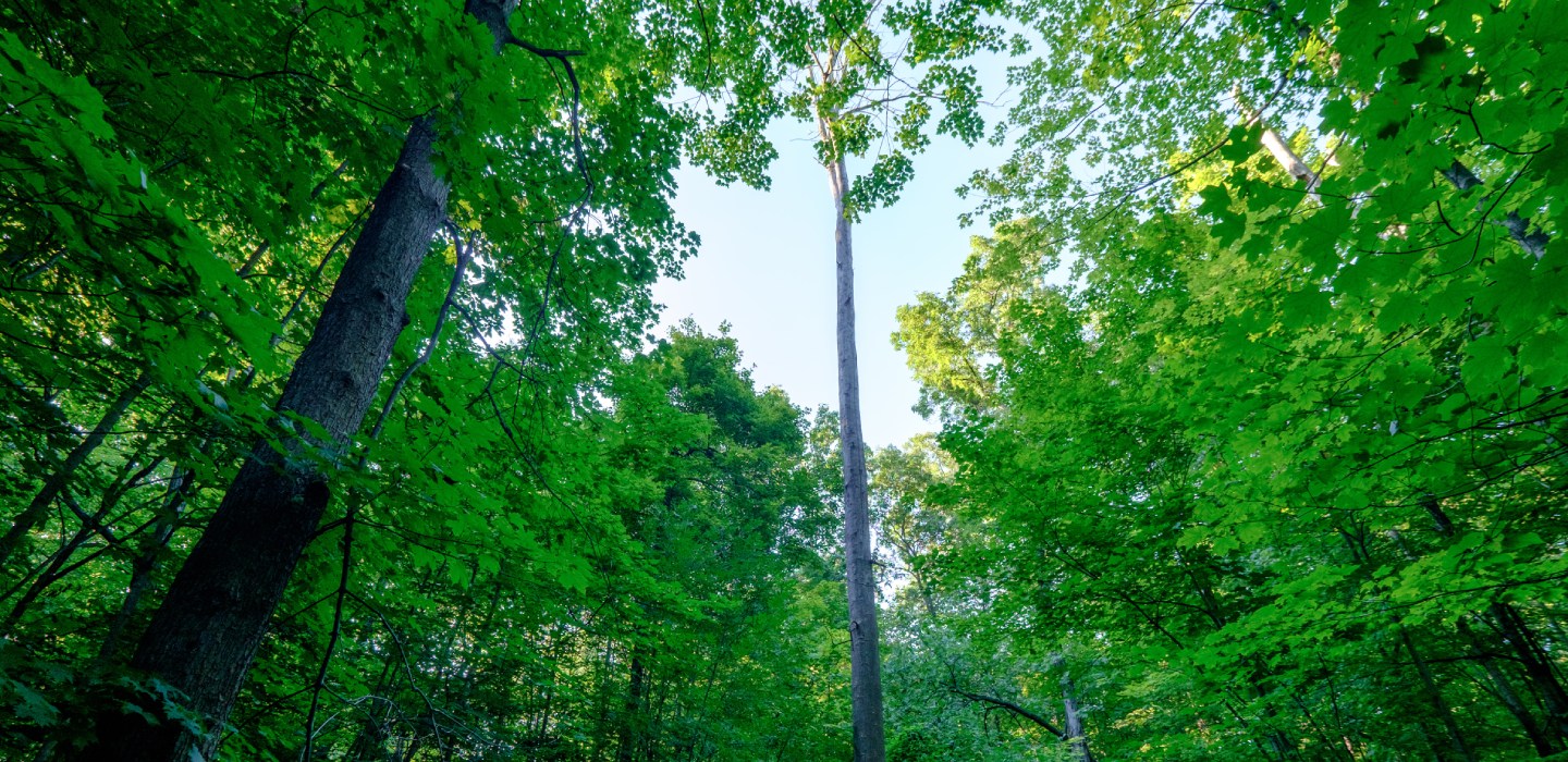 A view up into the tree canopies of green trees at South Boulder Creek