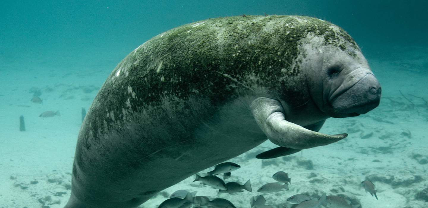A manatee in Three Sisters Springs, Florida