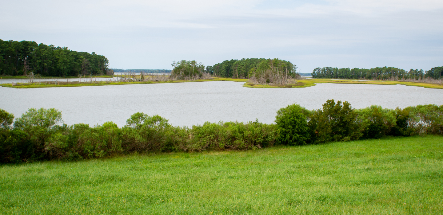 A small body of water surrounded by green shrubbery and grasses on a cloudy day