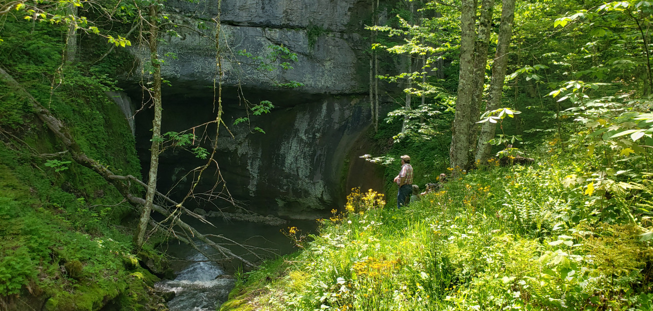 Bat mitigation: How strategic mitigation delivered habitat for endangered bats