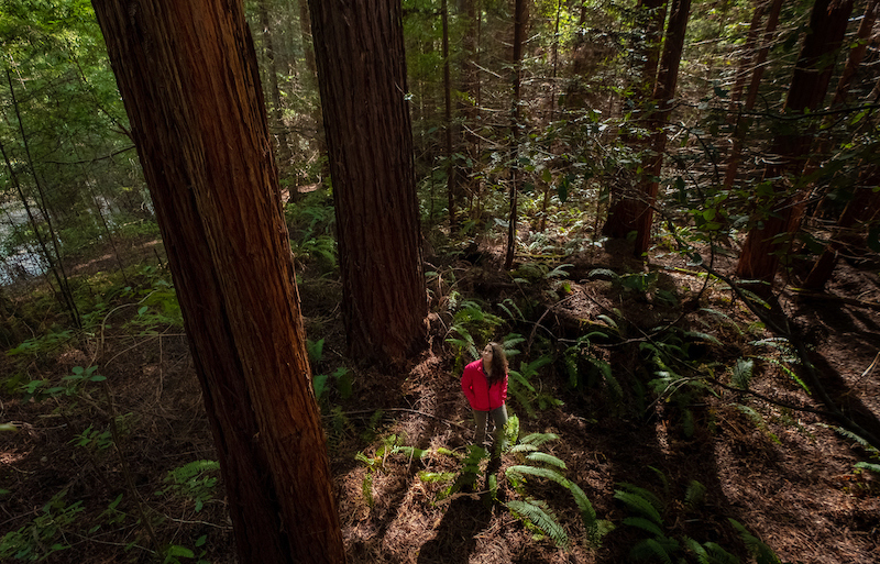 A woman in a bright orange shirt looks up toward tall trees