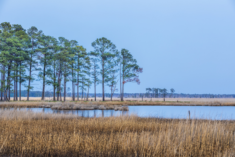 Marshlands and trees at Blackwater National Wildlife Refuge on a clear day