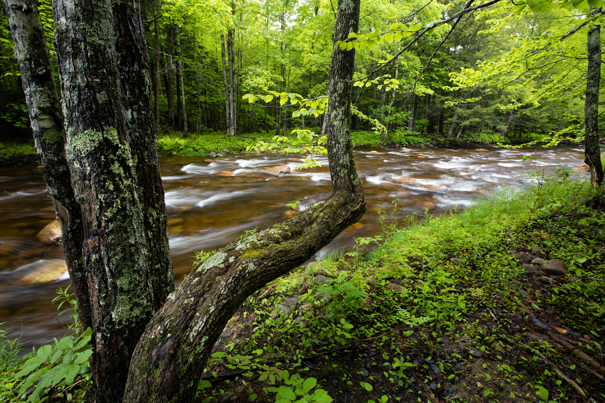 A full and flowing river known as Beebe River surrounded by green trees and foliage in summertime.