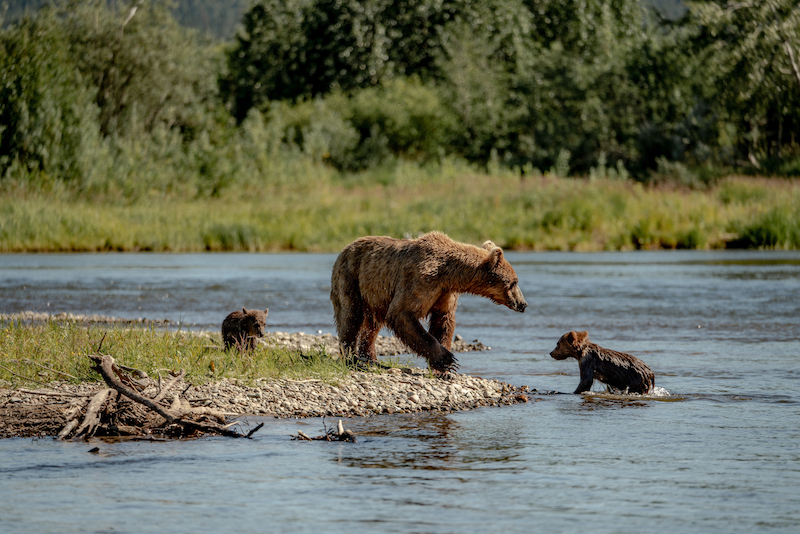 A bear and her cubs play in the water in Alaska.
